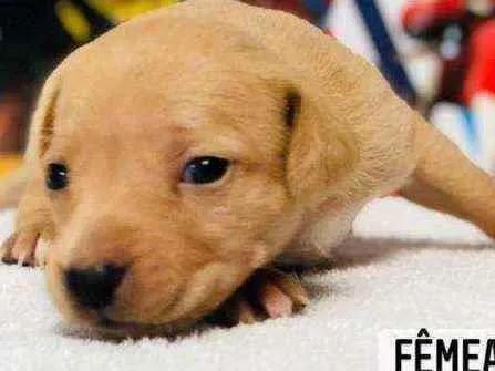 Cachorro raça Srd idade Abaixo de 2 meses nome Baunilha 
