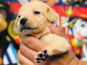 Cachorro raça Srd idade Abaixo de 2 meses nome Quindim