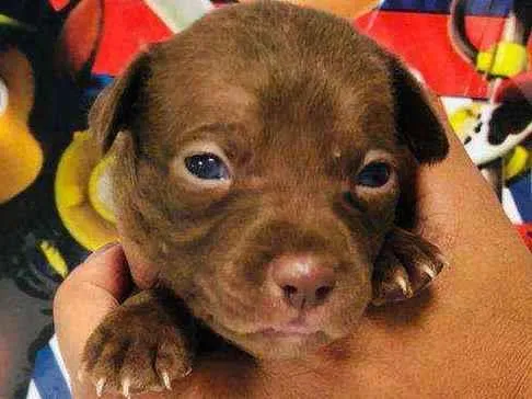 Cachorro raça Srd idade Abaixo de 2 meses nome Chocolate