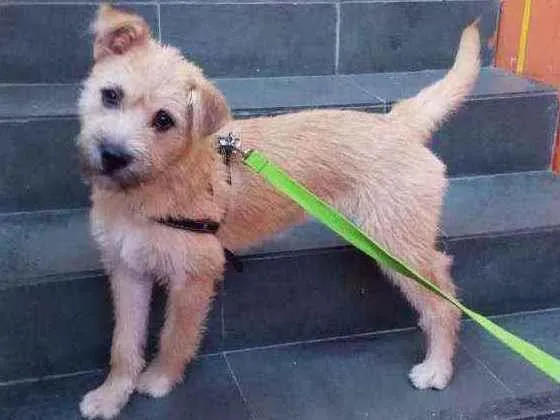 Cachorro raça Srd idade 7 a 11 meses nome Maggie