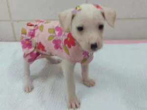 Cachorro raça Srd idade 2 a 6 meses nome Juliette