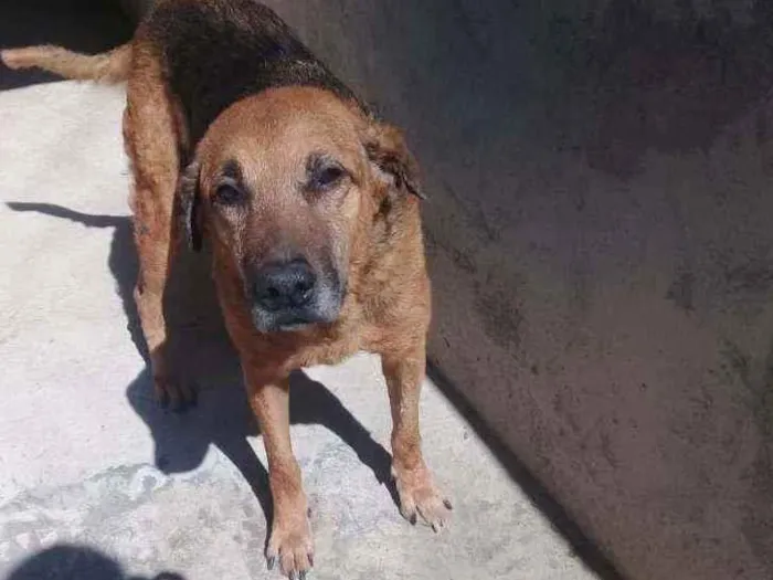 Cachorro raça Srd idade 6 ou mais anos nome Bebezão