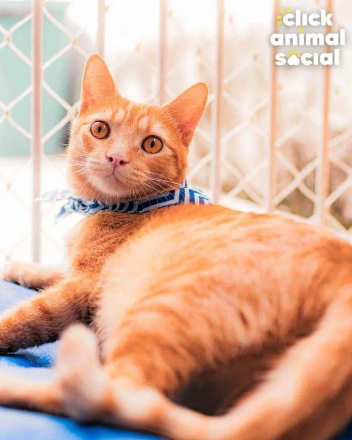 Gato ra a Srd idade 7 a 11 meses nome Afonso