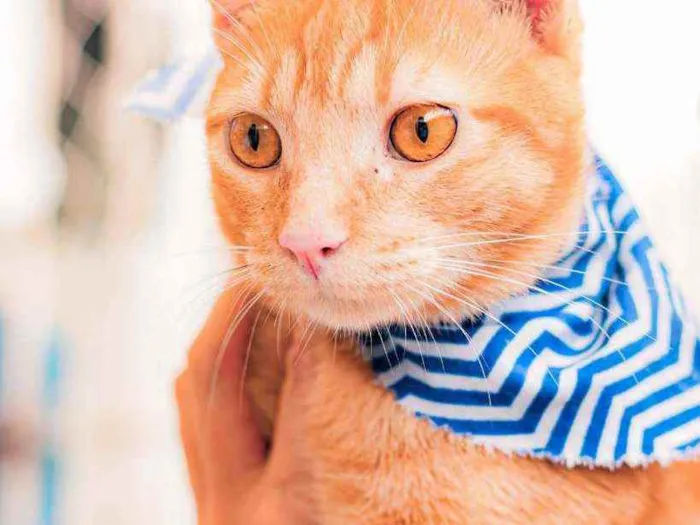 Gato ra a Srd idade 7 a 11 meses nome Afonso