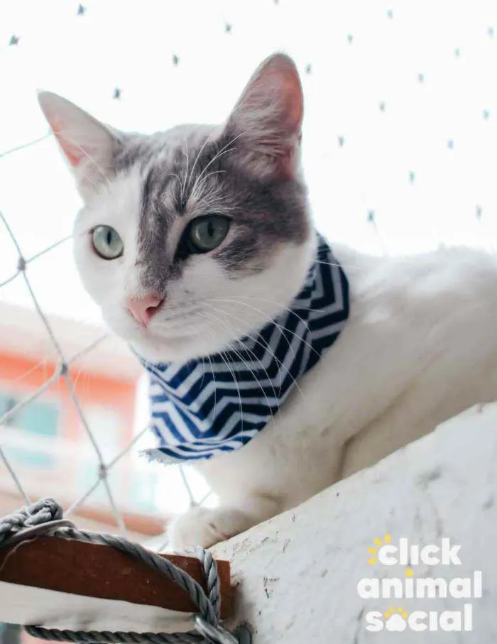 Gato ra a Sdr idade 7 a 11 meses nome Erick