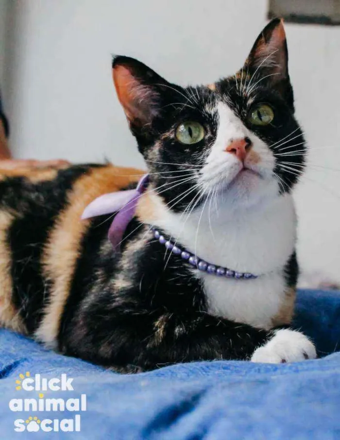 Gato ra a Srd idade 7 a 11 meses nome Kiara