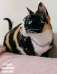 Kiara