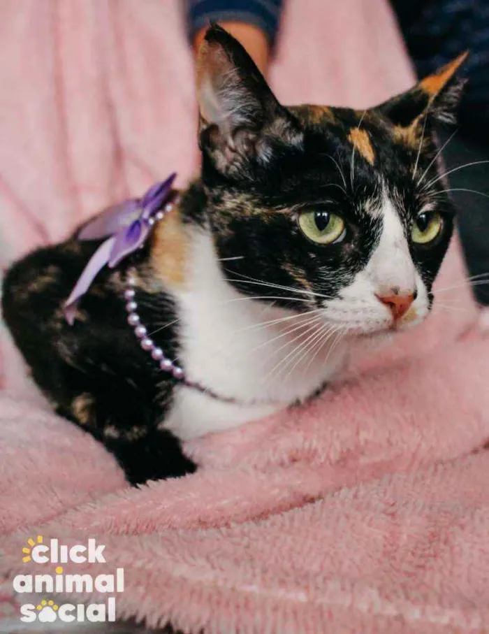 Gato ra a Srd idade 7 a 11 meses nome Kiara