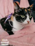 Kiara