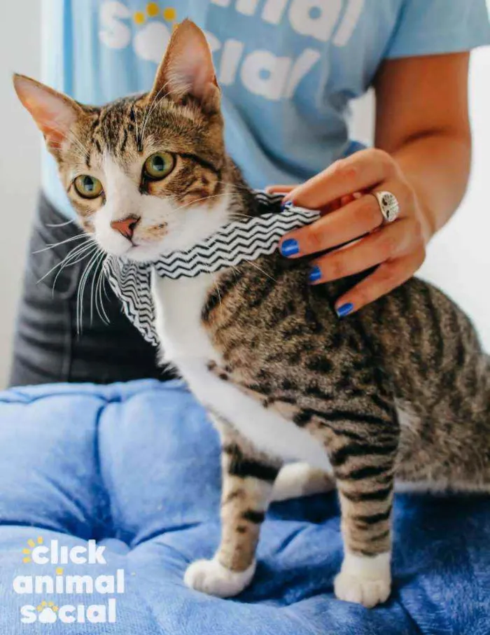 Gato ra a Sdr idade 2 a 6 meses nome Bruce