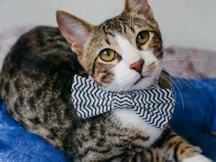 Gato ra a Sdr idade 2 a 6 meses nome Bruce