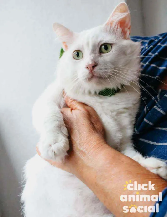 Gato ra a Srd idade 7 a 11 meses nome Algodão 