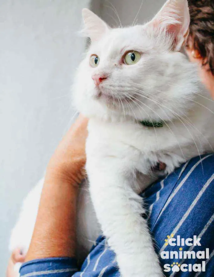 Gato ra a Srd idade 7 a 11 meses nome Algodão 