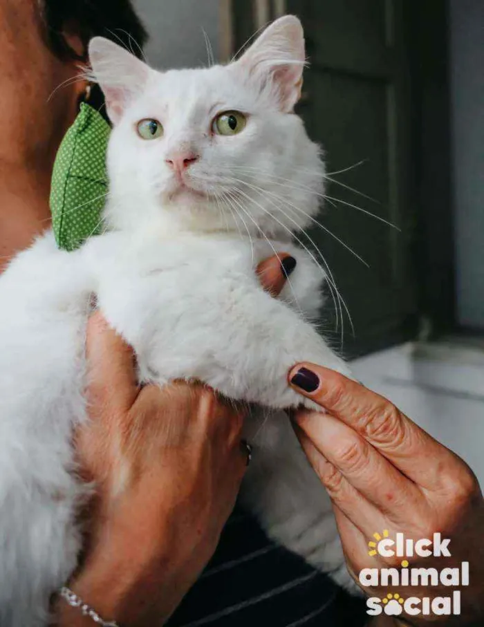 Gato ra a Srd idade 7 a 11 meses nome Algodão 