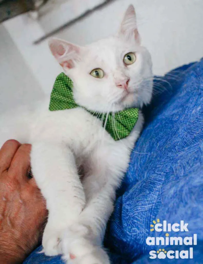 Gato ra a Srd idade 7 a 11 meses nome Algodão 