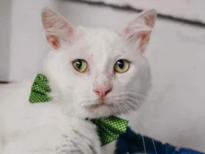 Gato raça Srd idade 7 a 11 meses nome Algodão 