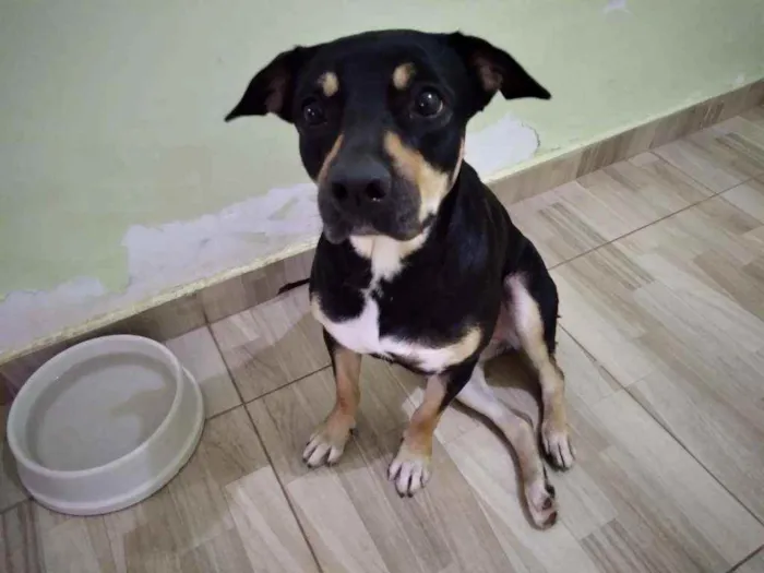 Cachorro ra a Vira-Lata idade 3 anos nome Charlote