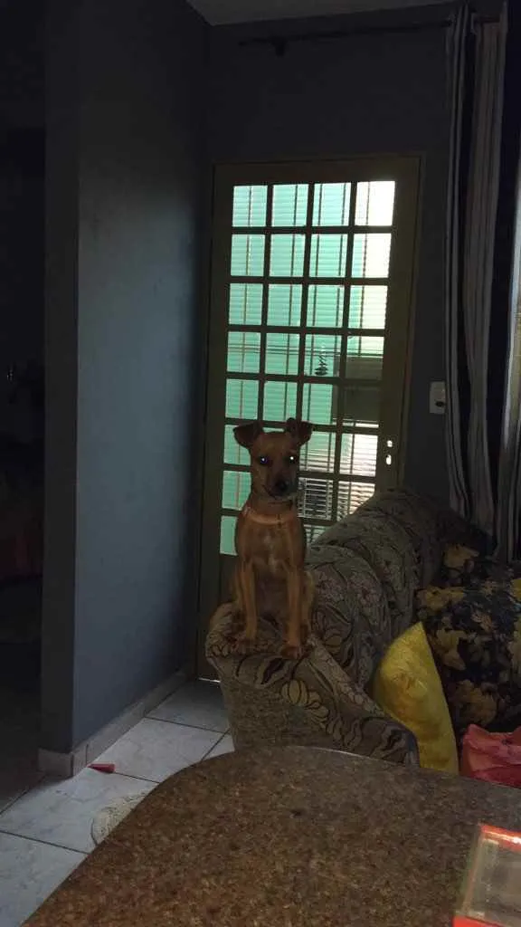 Cachorro ra a Mistura de pinscher  idade 1 ano nome Nala