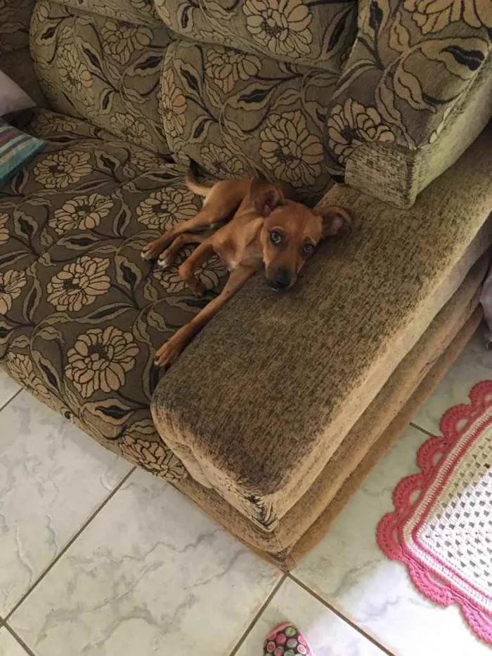 Cachorro ra a Mistura de pinscher  idade 1 ano nome Nala