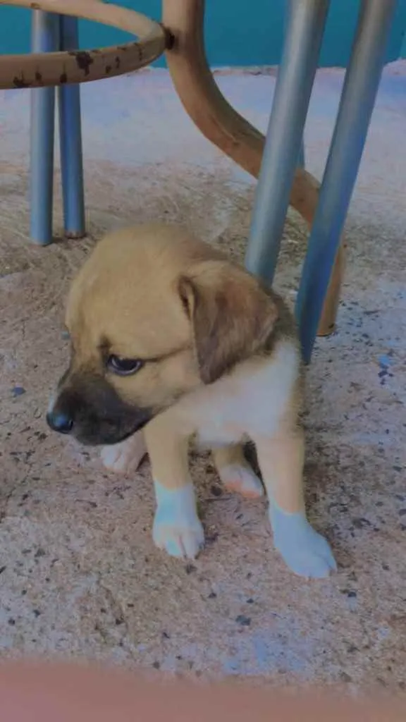 Cachorro ra a Vira lata  idade 2 a 6 meses nome Sem nome 