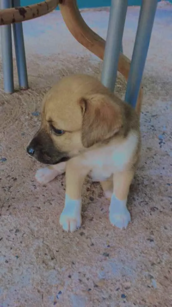 Cachorro ra a Vira lata  idade 2 a 6 meses nome Sem nome 