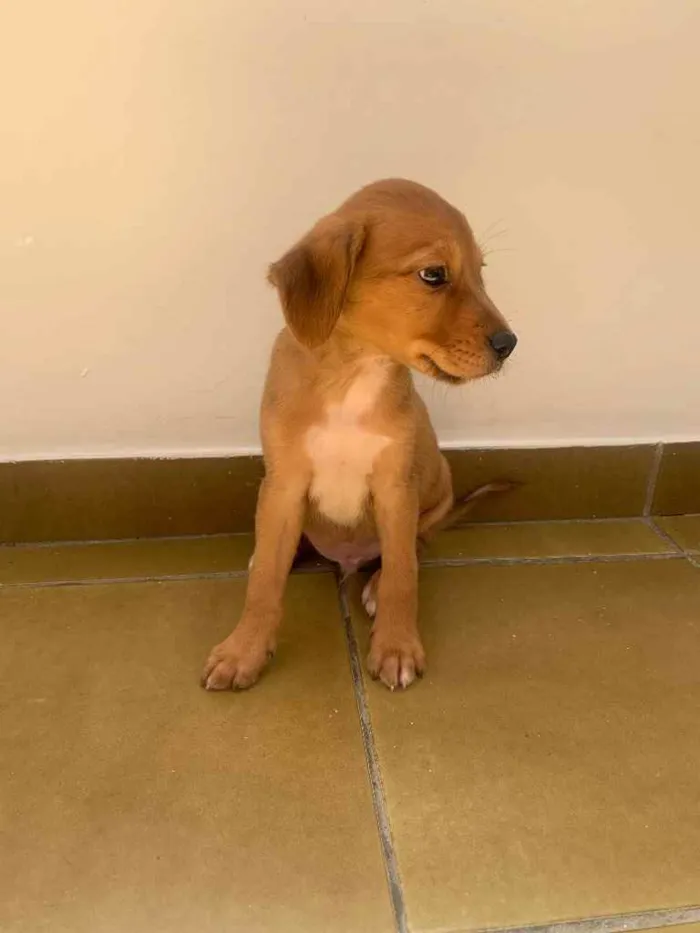 Cachorro ra a SRD idade 2 a 6 meses nome Bily