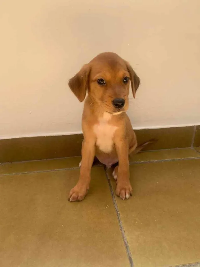 Cachorro ra a SRD idade 2 a 6 meses nome Bily