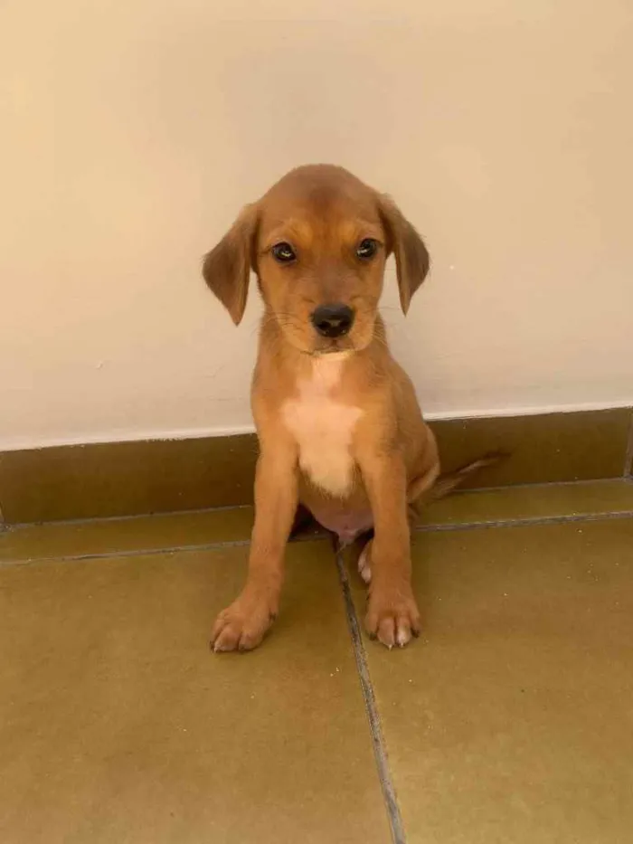 Cachorro ra a SRD idade 2 a 6 meses nome Bily