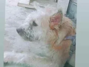 Cachorro raça Chow misturado com vira-lata idade 1 ano nome Mel cristal