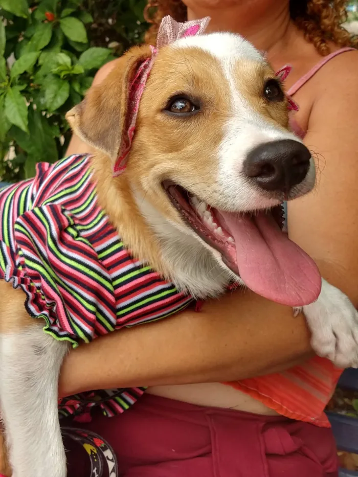 Cachorro ra a SEM RAÇA DEFINIDA.  idade 2 a 6 meses nome SEM NOME.
