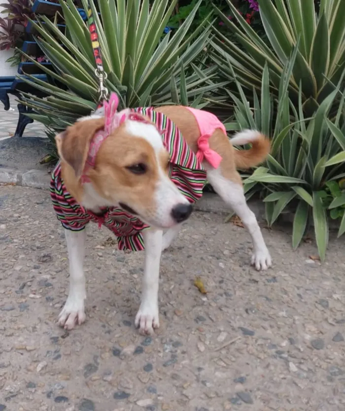 Cachorro ra a SEM RAÇA DEFINIDA.  idade 2 a 6 meses nome SEM NOME.