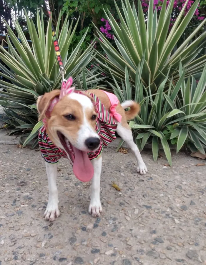 Cachorro ra a SEM RAÇA DEFINIDA.  idade 2 a 6 meses nome SEM NOME.