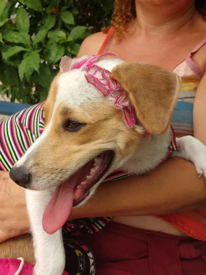 Cachorro ra a SEM RAÇA DEFINIDA.  idade 2 a 6 meses nome SEM NOME.