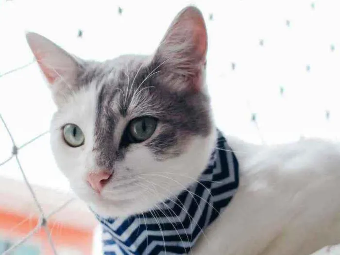 Gato ra a Sdr idade 7 a 11 meses nome Erick
