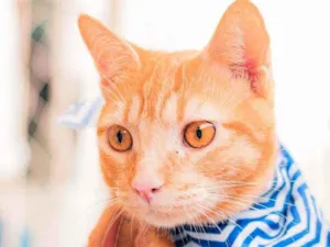 Gato raça Srd idade 7 a 11 meses nome Afonso