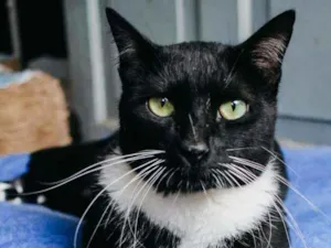 Gato raça Sdr idade 7 a 11 meses nome Amor