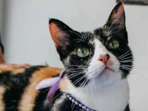 Gato raça Srd idade 7 a 11 meses nome Kiara