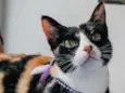 Kiara