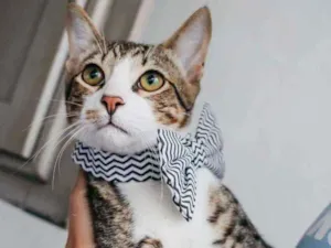 Gato raça Sdr idade 2 a 6 meses nome Bruce