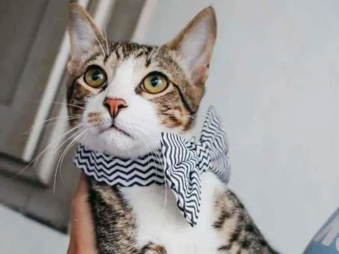 Gato ra a Sdr idade 2 a 6 meses nome Bruce