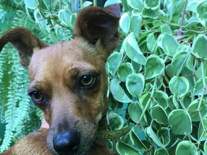 Cachorro ra a Mistura de pinscher  idade 1 ano nome Nala