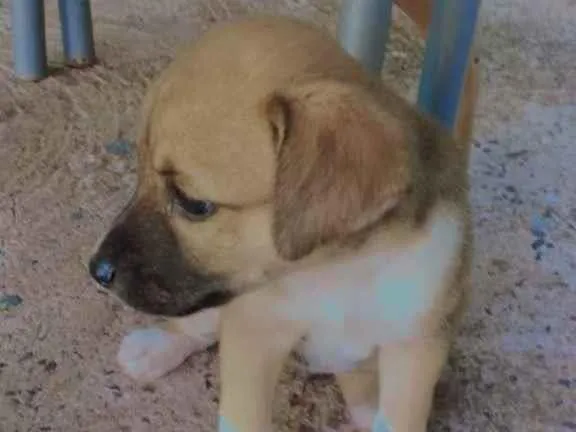 Cachorro ra a Vira lata  idade 2 a 6 meses nome Sem nome 