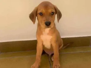 Cachorro raça SRD idade 2 a 6 meses nome Bily