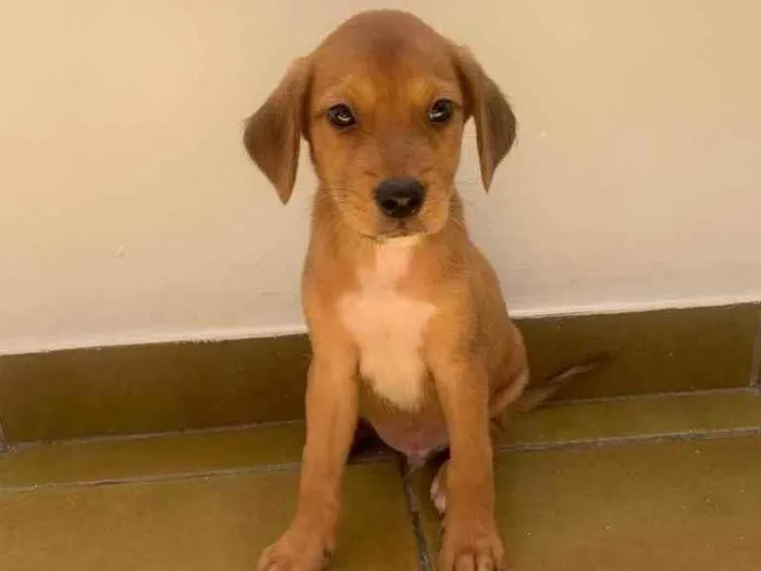 Cachorro ra a SRD idade 2 a 6 meses nome Bily