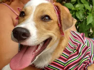 Cachorro raça SEM RAÇA DEFINIDA.  idade 2 a 6 meses nome SEM NOME.