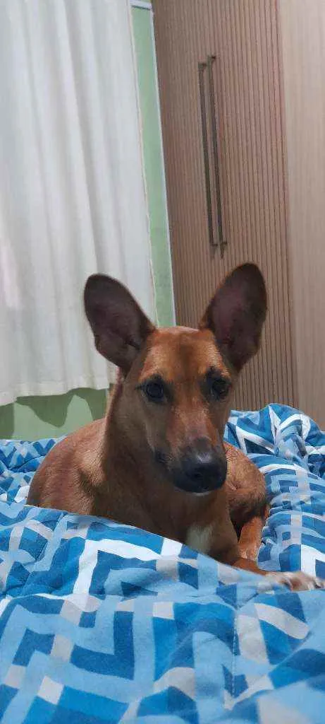 Cachorro ra a Srd idade 7 a 11 meses nome Feroz