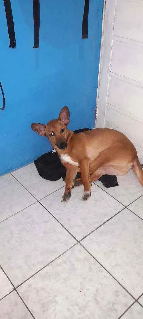 Cachorro ra a Srd idade 7 a 11 meses nome Feroz