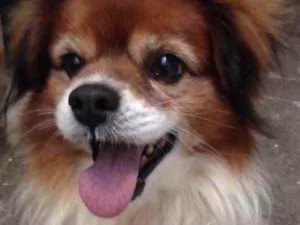 Cachorro raça Srd idade 3 anos nome Luke 
