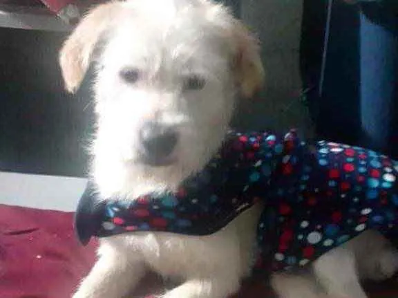 Cachorro raça Srd com poodle  idade 7 a 11 meses nome Neve bebê lindo 