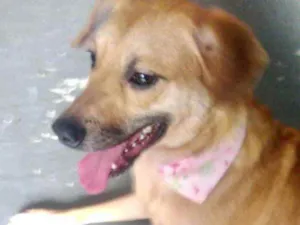 Cachorro raça Srd idade 1 ano nome Amora linda 